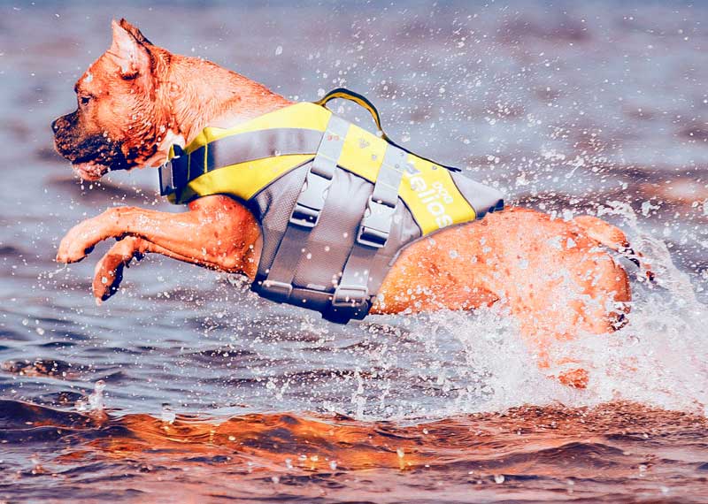 chaleco para kayak con perros