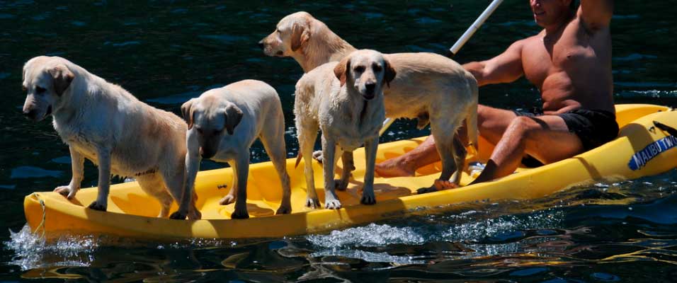 perros en kayak autovaciable