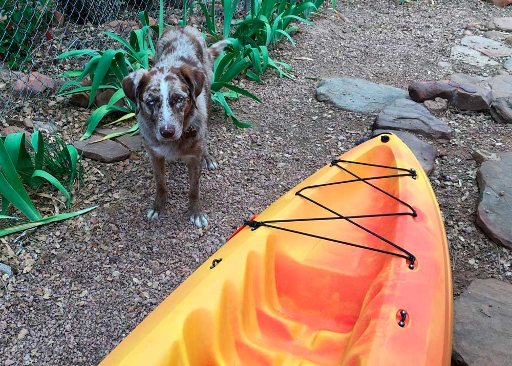 entrenar kayak con perro pantano