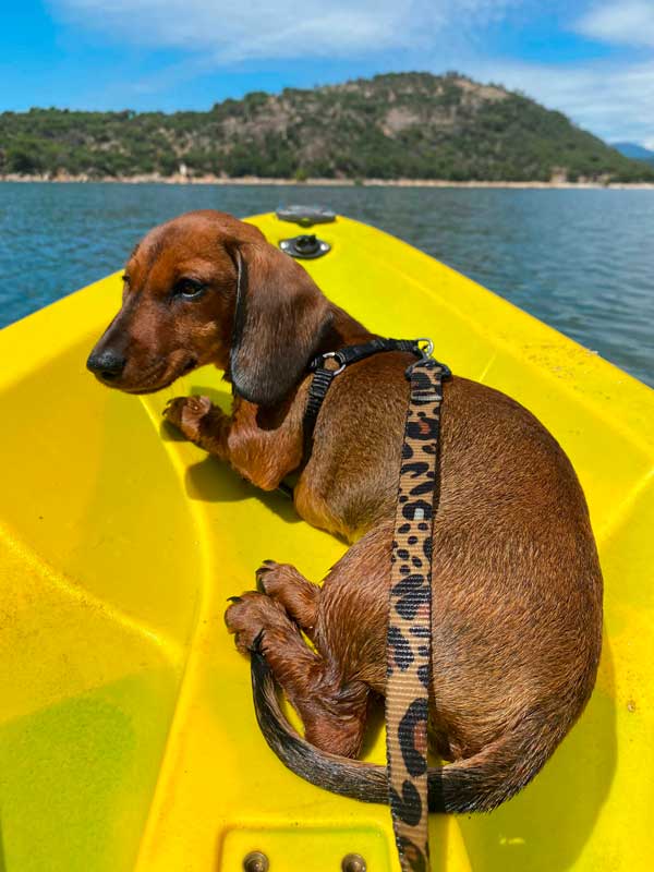 kayak con perro madrid pantano embalse san juan h2o aventura